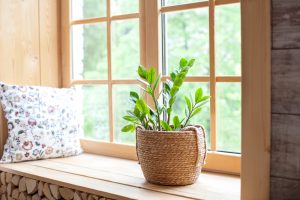 窓際に置いてある観葉植物