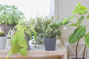 窓際の観葉植物たち